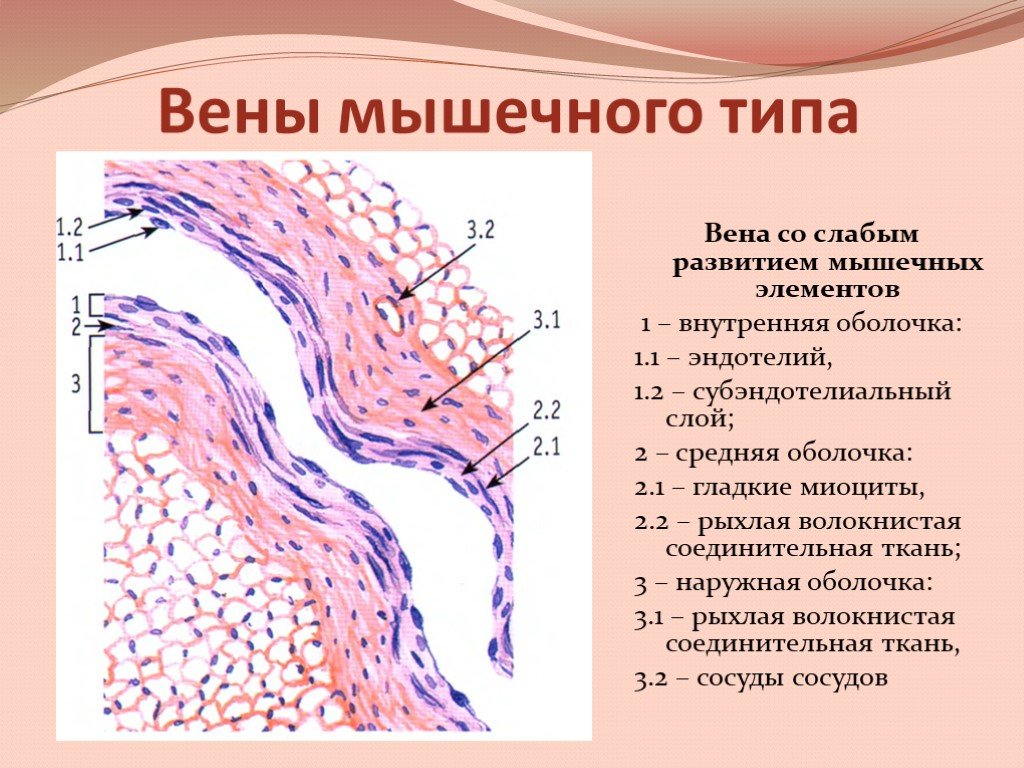 Мышечный слой артерий и вен. Вена мышечного типа препарат гистология. Гистологическое строение вены мышечного типа. Вена безмышечного типа гистология. Вена эластического и мышечного типа.