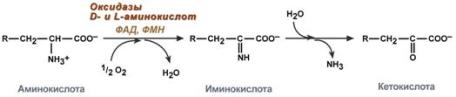 реакция окислительного дезаминирвоания d- и l-оксидаз