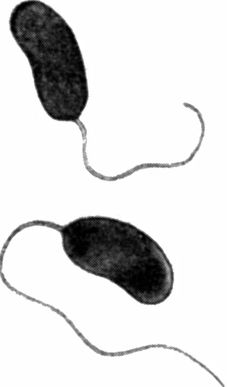 Трутовик окаймленный холерный вибрион