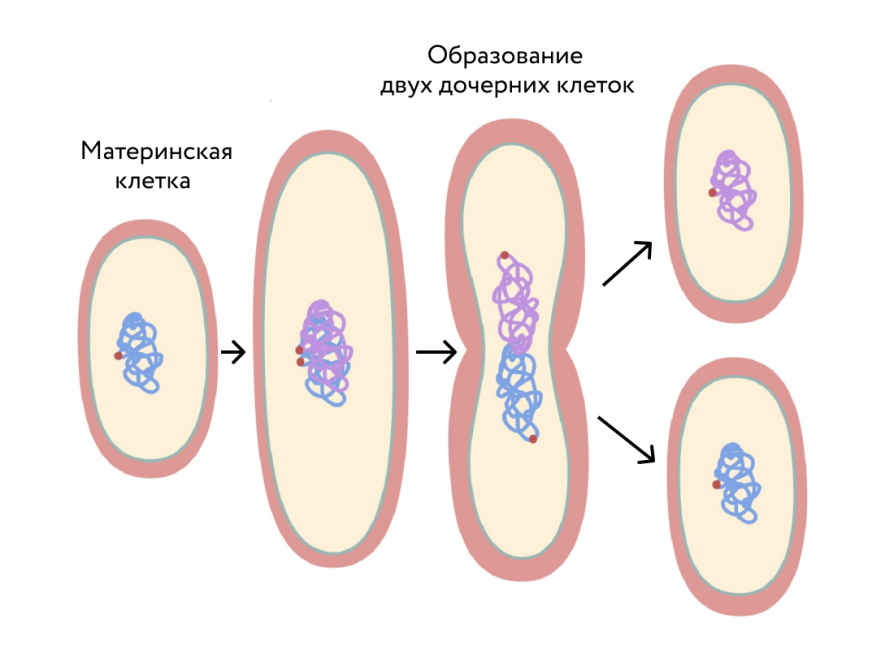 Деление клетки спорообразованием. Схема деления бактериальной клетки. Бинарное деление бактерий схема. Бинарное деление бактериальной клетки. Бинарное деление клетки бактерий.