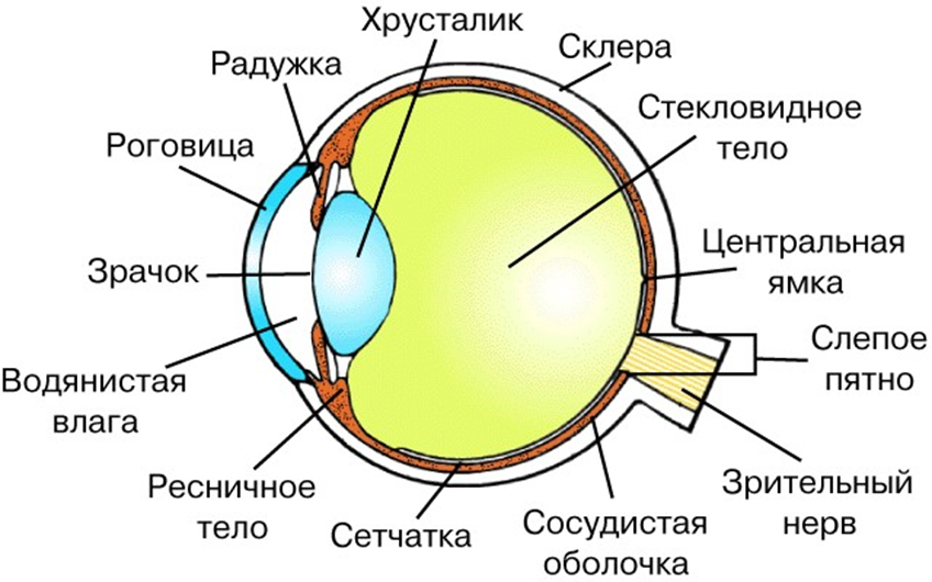 Рисунок глазного яблока с обозначениями