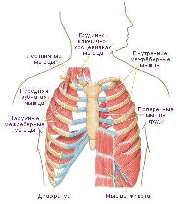 Диафрагма расслабляется диафрагма сокращается внутренние межреберные. Дыхательные мышцы груди. Мышцы груди диафрагма. Вспомогательные дыхательные мышцы. Дыхательные мышцы лестничные.