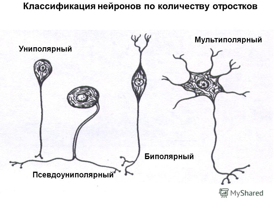 Примеры нервных клеток. Классификация нейронов по количеству отростков. Классификация нейронов по количеству ОТР. Классификация нейронов по числу отростков. Строение классификация и функции нейронов.