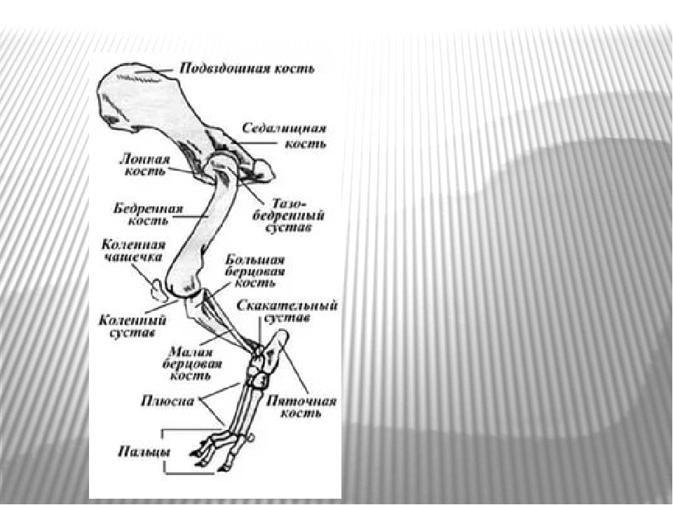 Скелет передних и задних конечностей млекопитающих