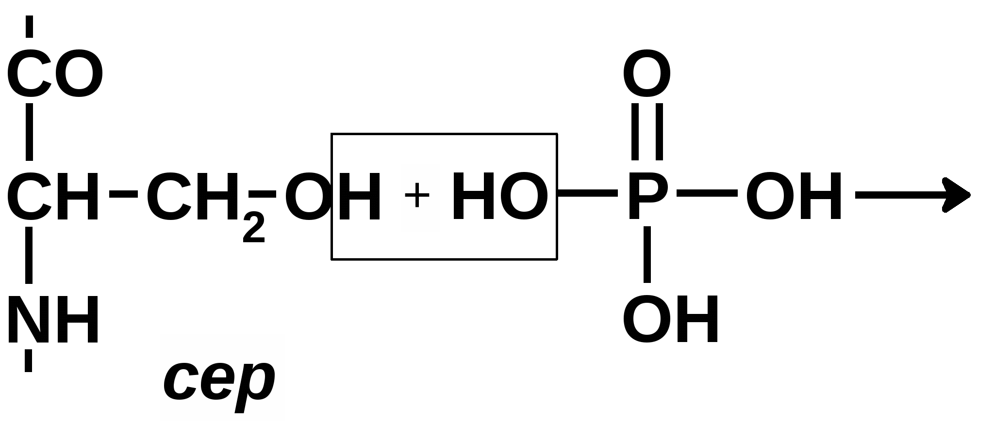 Сера фосфорная кислота. Структурная формула фосфорной кислоты. Фосфосерин. Серин структурная формула. Фосфосерин формула.