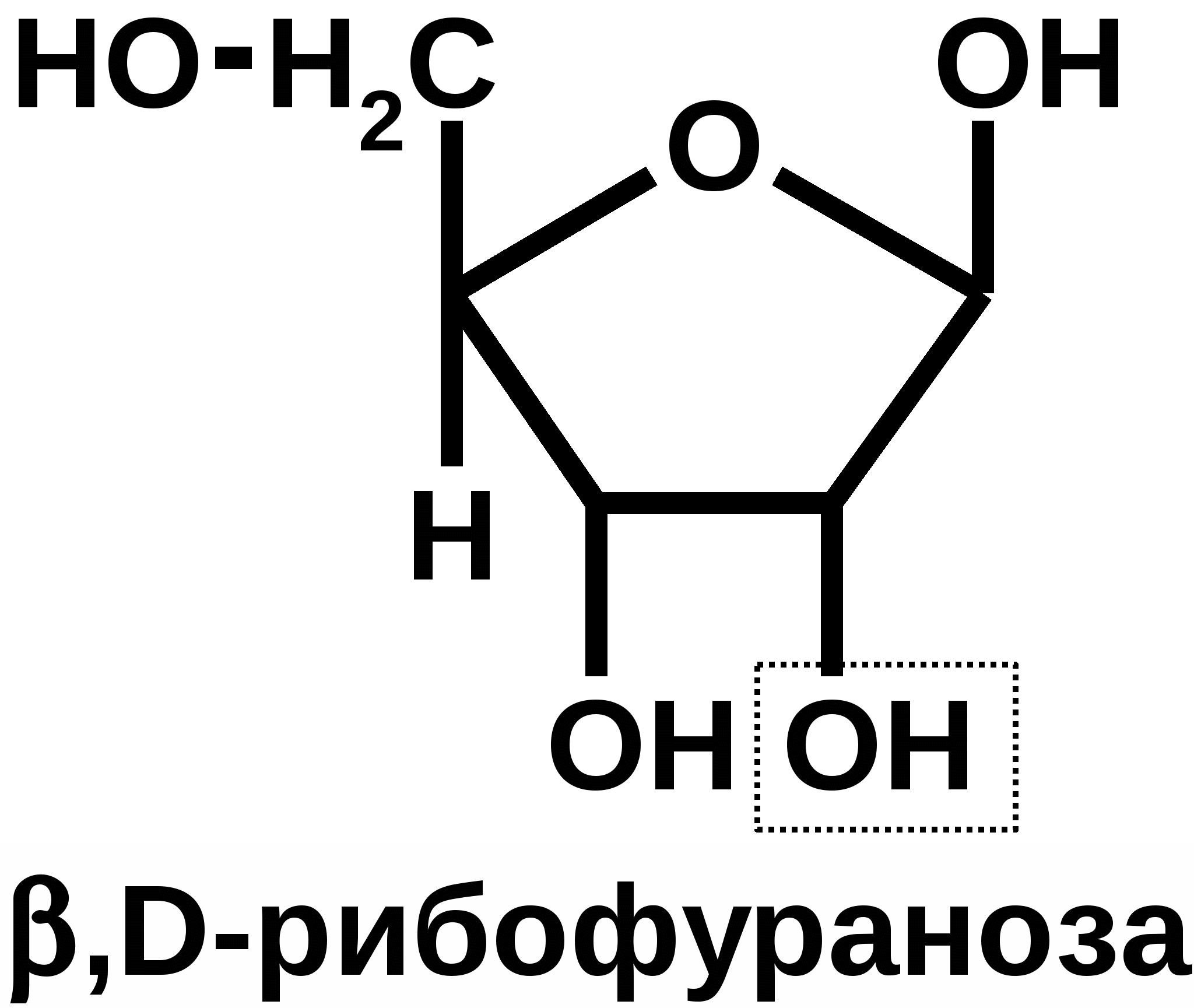 Д б 2. Структурная формула д рибофуранозы. Формула бета д рибофуранозы. Альфа рибофураноза формула. Альфа д рибофураноза формула.