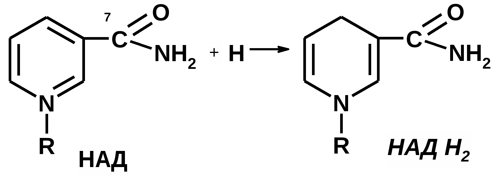 Восстановление над. Ь формулу никотинамидного кофермента НАДН. Надн2 формула структурная. Формула НАДН Н+. Формула никотинамидного кофермента НАДН.
