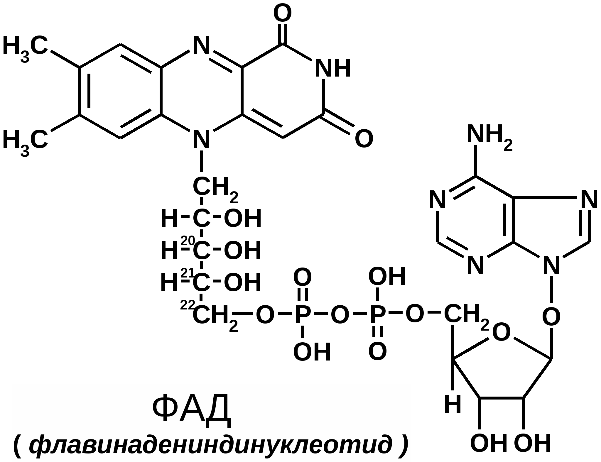 Биохимические структуры. ФАД формула биохимия. Кофермент ФАД формула. Структура ФМН И ФАД. Fad формула биохимия.