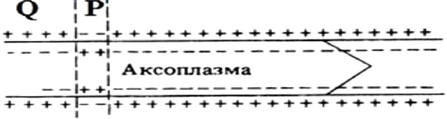 На рисунке цифрой 1 обозначен аксон