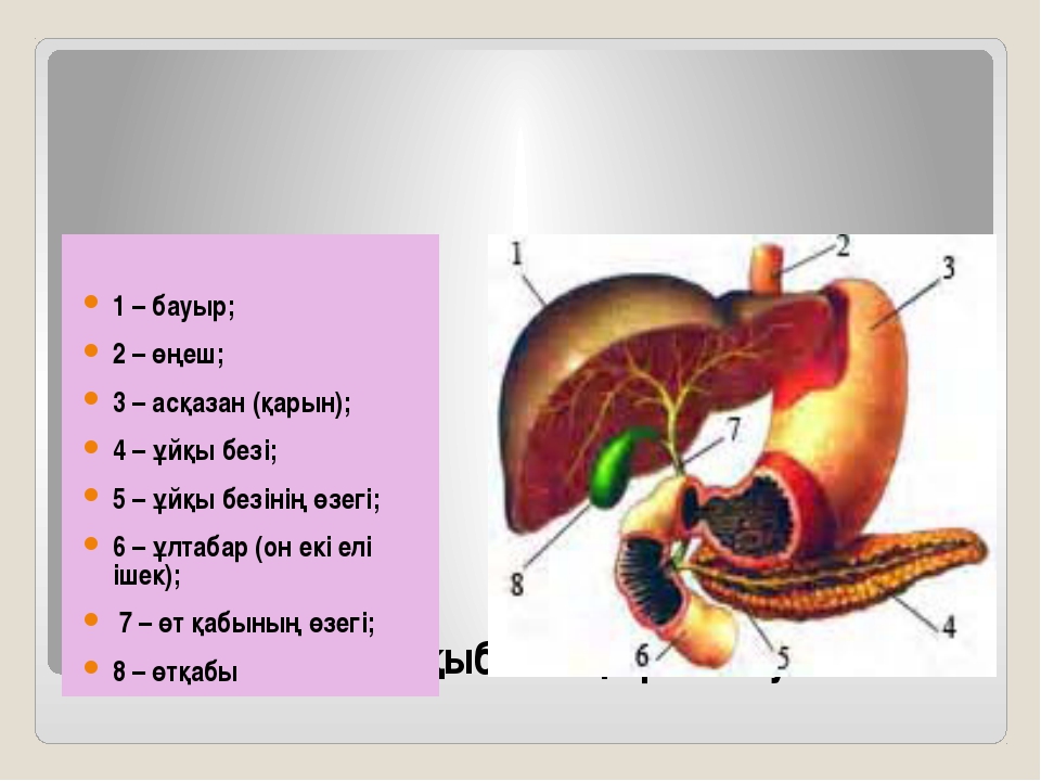 Бауыр циррозы презентация казакша