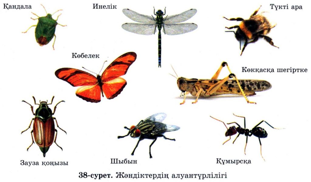 Кобелек текст. Көбелек тех карта балабақшада. Бунақденелілер. Жәндіктер картинка. Бунақденелілер класы.