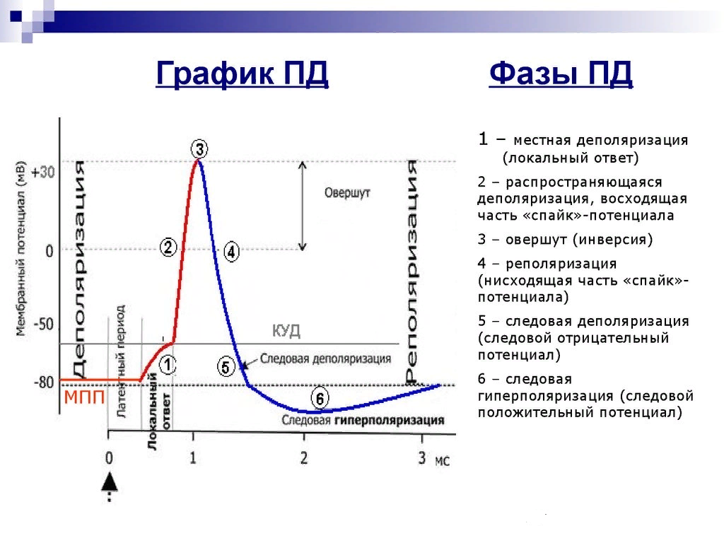 Период действия графика