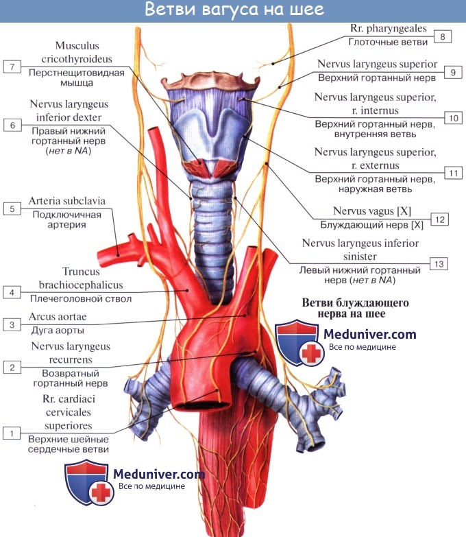 Блуждающий нерв рисунок с подписями