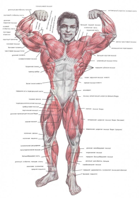 Связки тела. Строение мышц бодибилдинг. Анатомия мышц человека бодибилдинг. Анатомия тела человека мышцы и связки. Строение человека мышцы и связки и сухожилия.