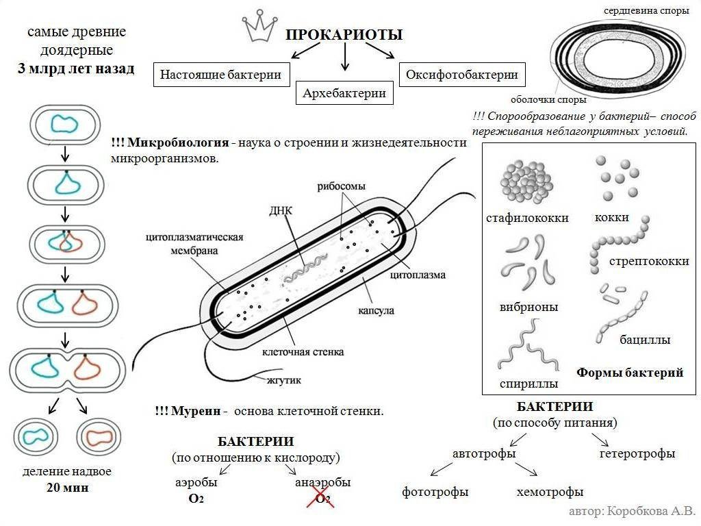 Дополните схему о микроорганизмах которые окружают человека обж ответы