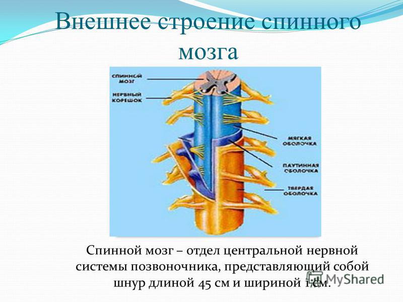 Презентация по биологии спинной мозг