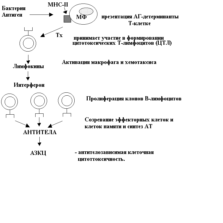 Схема противовирусного иммунного ответа