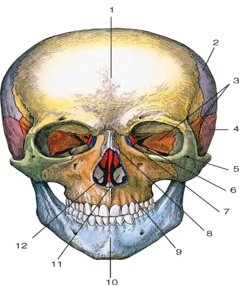 Костные ткани черепа. Череп решетчатая кость скуловая. Решетчатая кость черепа анатомия. Строение черепа вид спереди.