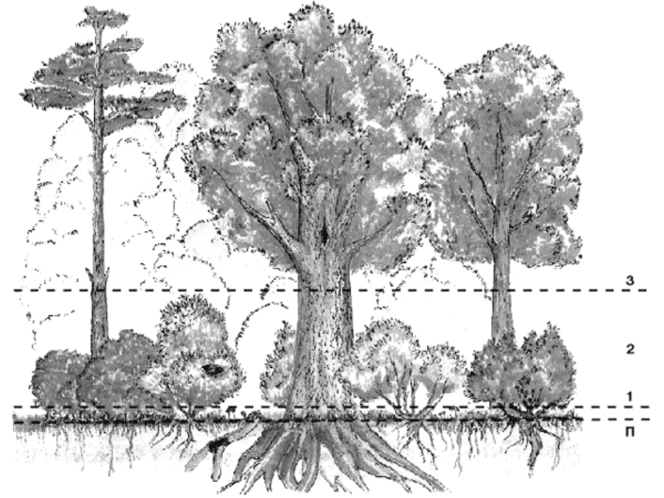 Ярусность лиственного леса схема - 92 фото