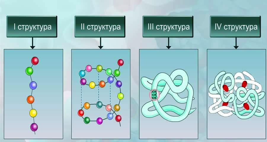 Белки схема строения