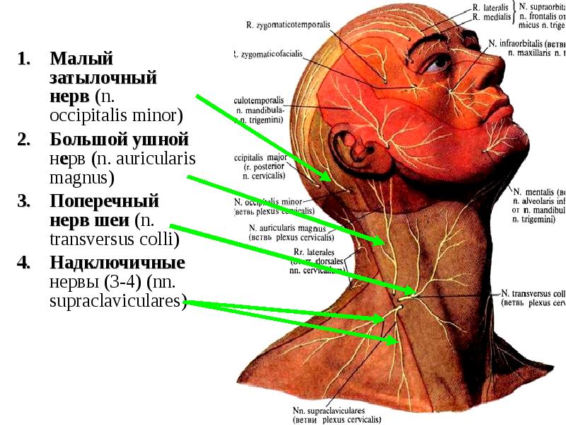 Затылка в теле. Малый затылочный нерв и большой ушной нерв. Большой ушной нерв латынь. Шейное сплетение иннервация. Нервы шейного сплетения кожные ветви.