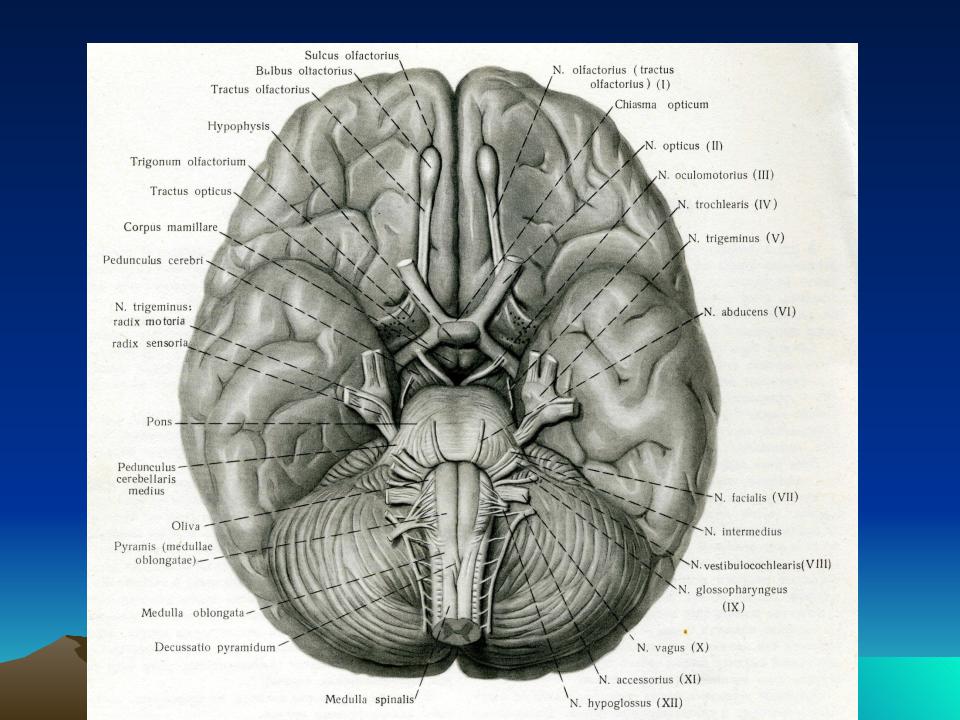 Нижняя поверхность мозга