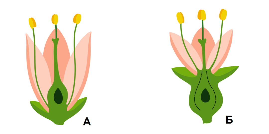 Завязь функция 6 класс. Цветки с нижней завязью. Нижняя завязь у растений. Верхняя и нижняя завязь у цветка. Стенка завязи.