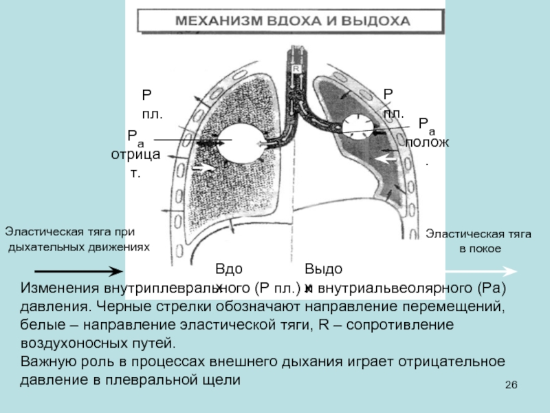 Свист дыхания при выдохе. Эластическая тяга легких обусловлена. Эластическая тяга дыхания. Сопротивление воздухоносных путей. Транспульмональное давление и эластическая тяга легких.