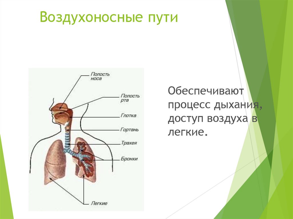 Дыхательным воздухом называют. Воздухоносные пути дыхательной системы. Дыхательная система схема воздухоносные пути. Путь воздуха в дыхательной системе. Путь воздуха в легкие.