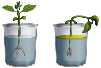 Объясните почему растение во 2 стакане завяло. Опыты с растениями. Эксперименты с водой и растениями. Дыхание растений. Растения без воды.