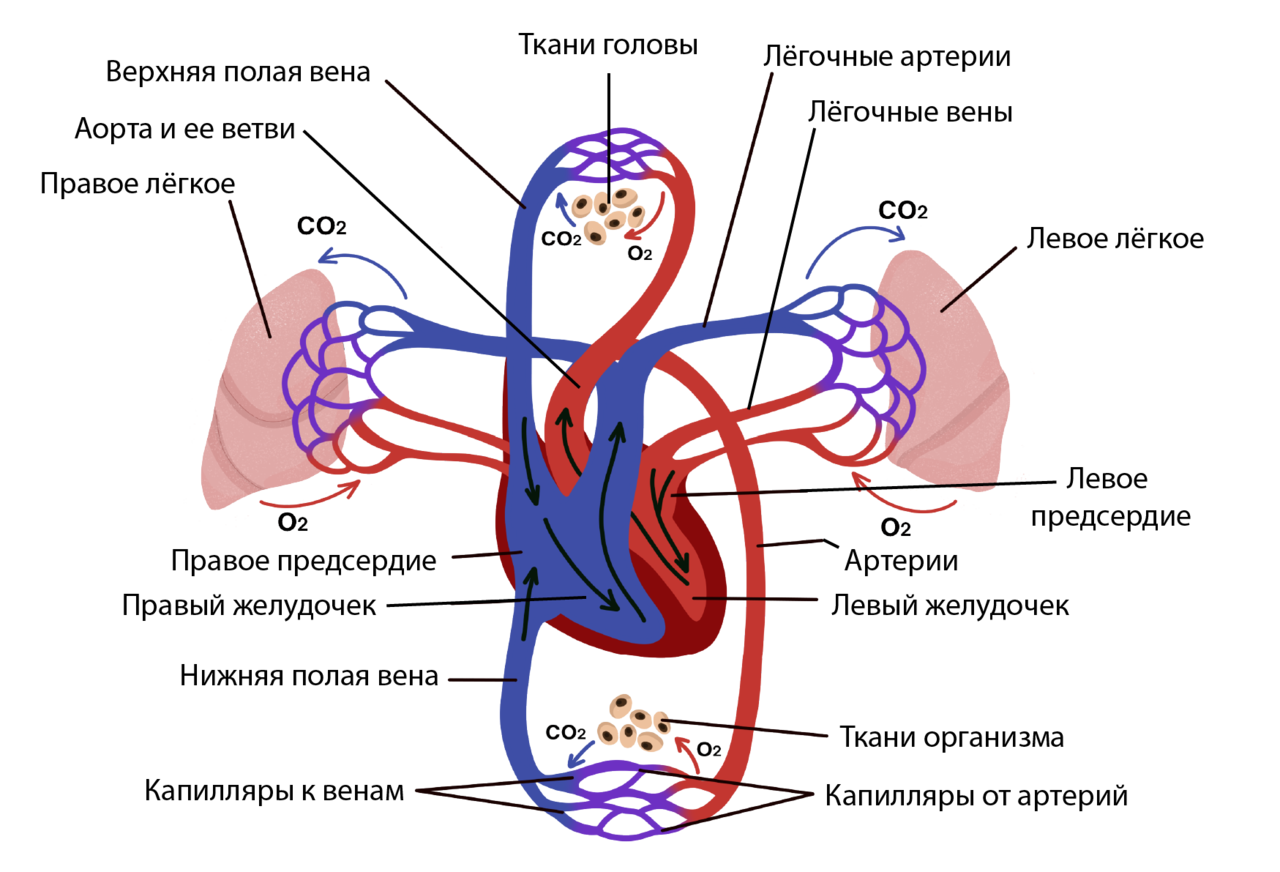 Две нижних полых вены. Легочный круг кровообращения схема. Схема малого круга кровообращения анатомия. Малый круг кровообращения анатомия. Кровеносная система человека схема сердце.