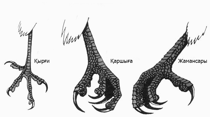 Проект орлан 4 книга цикла цепкие лапы времени