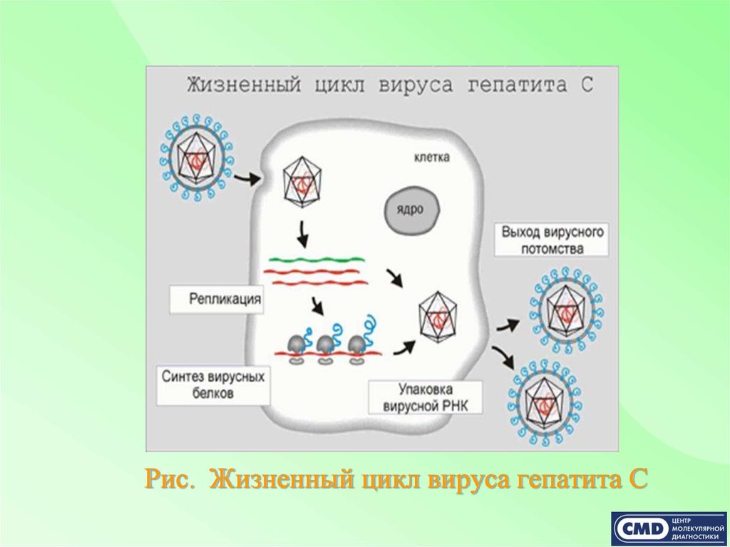 Цикл б. Схема репликации вируса гепатита а. Схема репродукции вируса гепатита в. Репликация вируса гепатита в. Жизненный цикл вируса гепатита с.