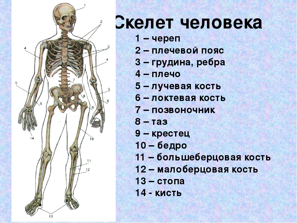 Впр скелета. Опорно двигательная система скелет человека анатомия. Опорно двигательный аппарат строение кости. Скелет опорно двигательная система скелет. Кости скелета человека 8 класс биология.