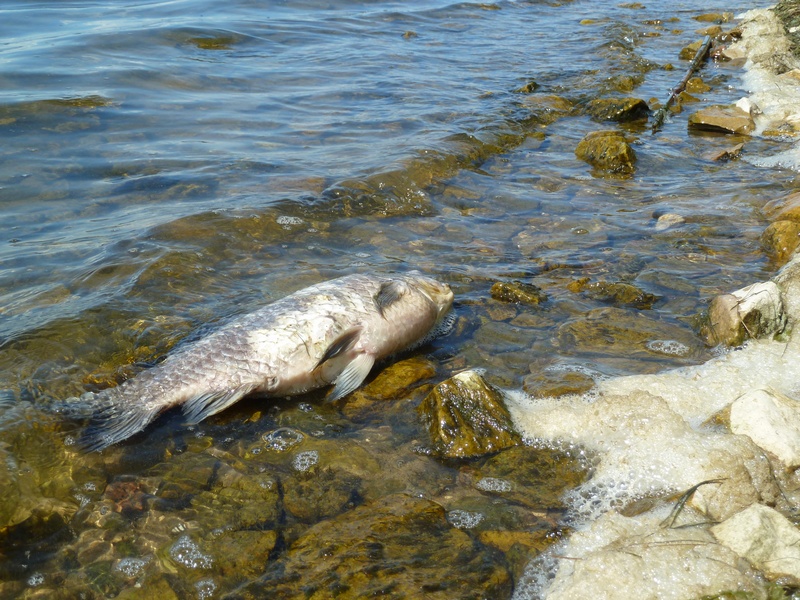 Какие рыбы река волга. Рыба в реке Волга. Ихтиофауна Волги.