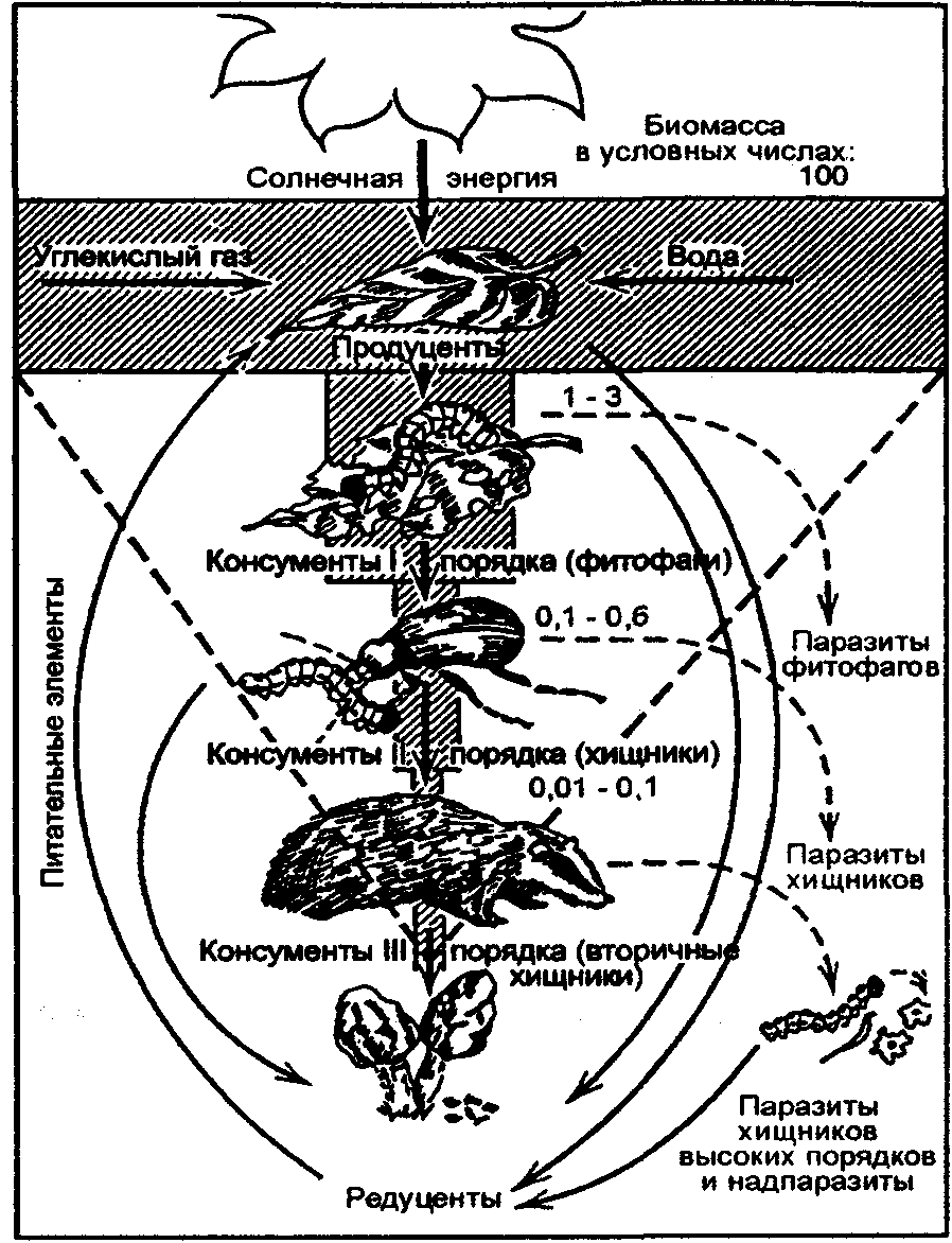 Схема потоков вещества в пищевой трофической сети экосистемы