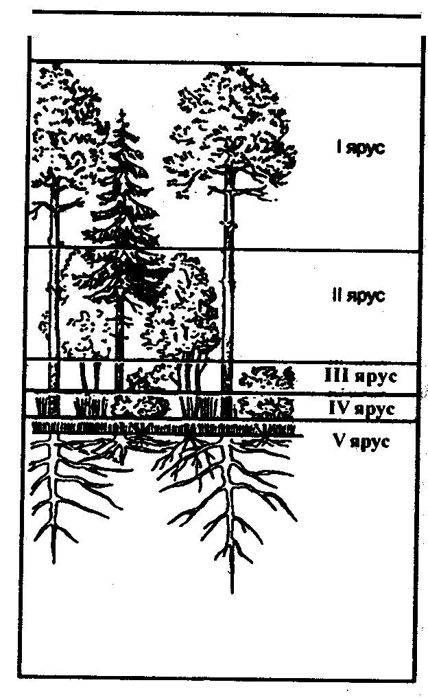 Структура леса схема