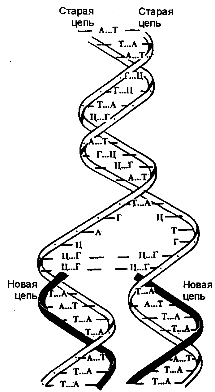 Редупликация днк. Схема удвоения ДНК редупликация. Редупликация молекул ДНК. Процесс редупликации ДНК схема. Репликация удвоение ДНК схема.
