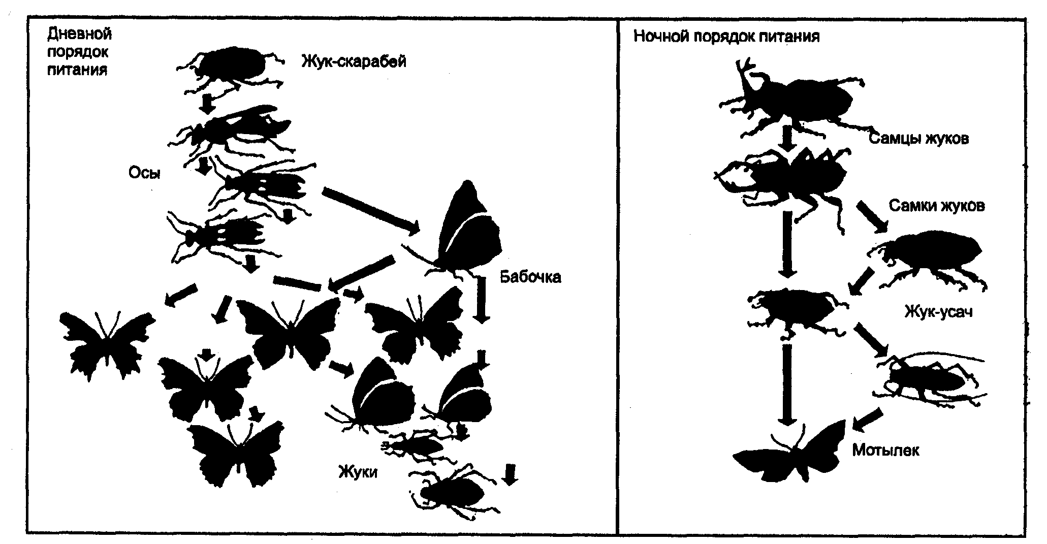 Значение биологического рисунка