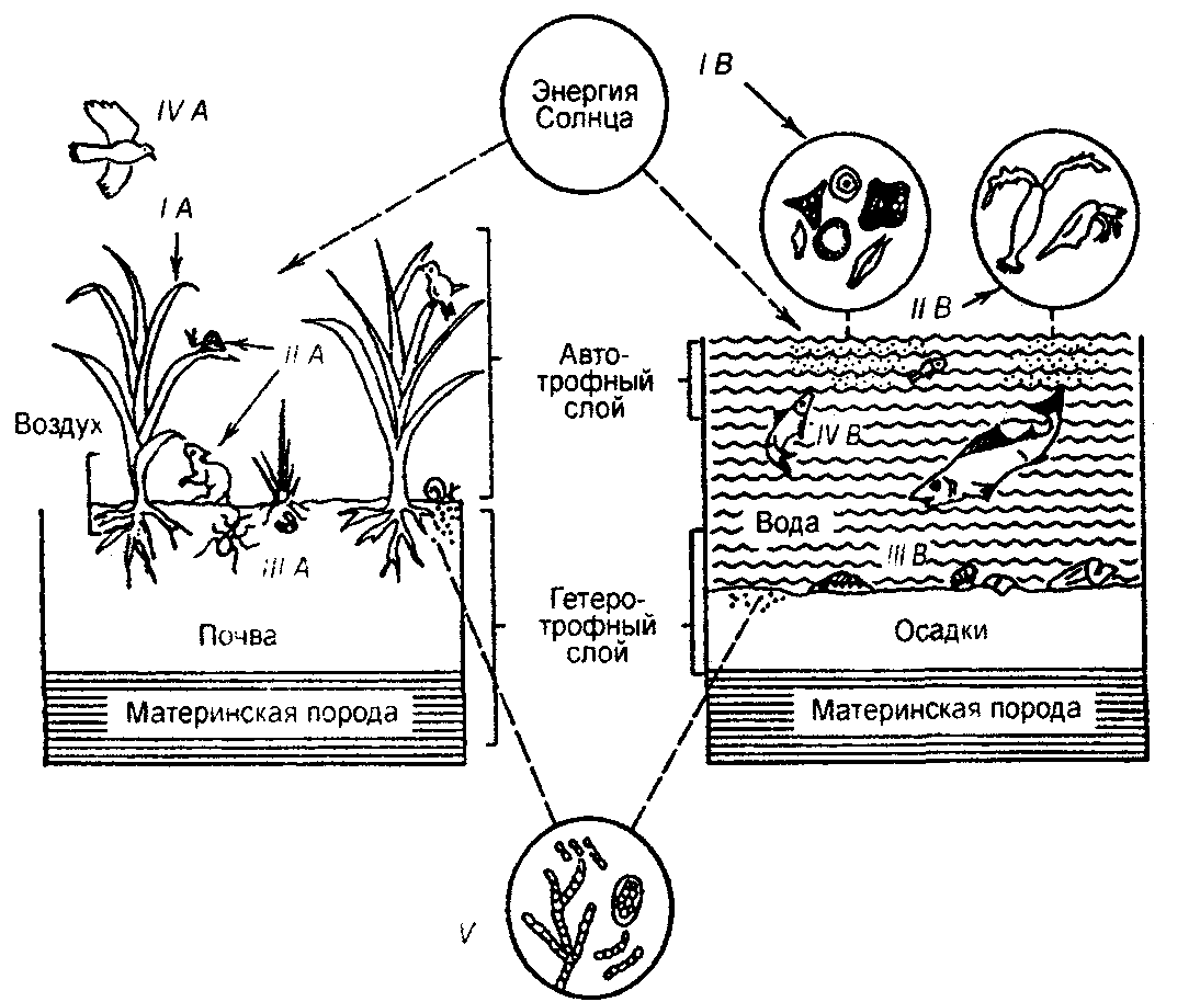 Структура экосистема схема