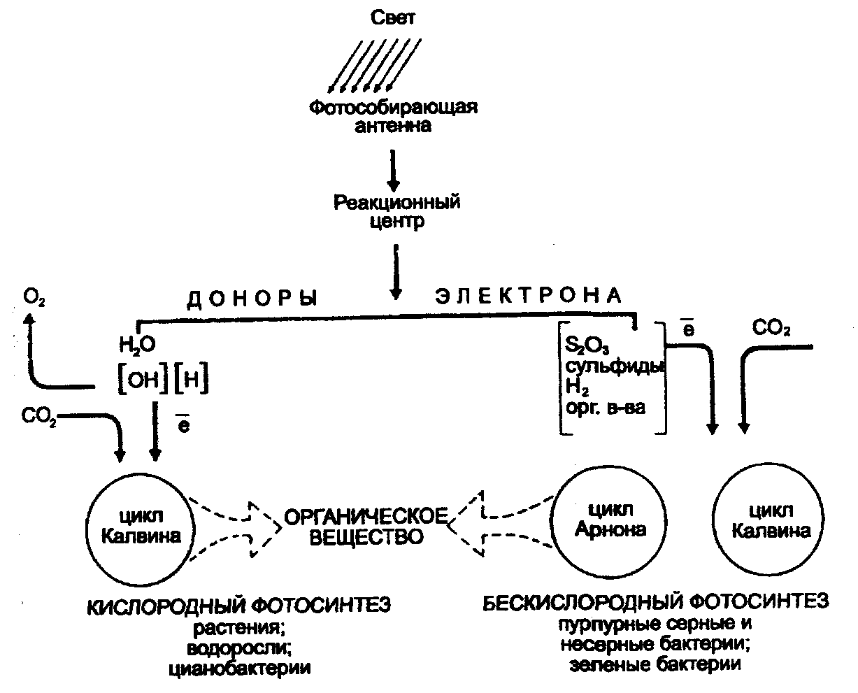 Возникновение фотосинтеза у прокариот. Фотосинтез бактерий схема. Фотосинтез цианобактерий схема. Схема аноксигенного фотосинтеза. Фотосинтез пурпурных бактерий схема.