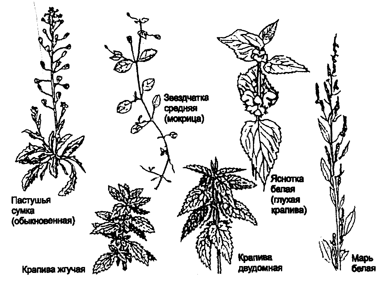 Строение крапивы схема