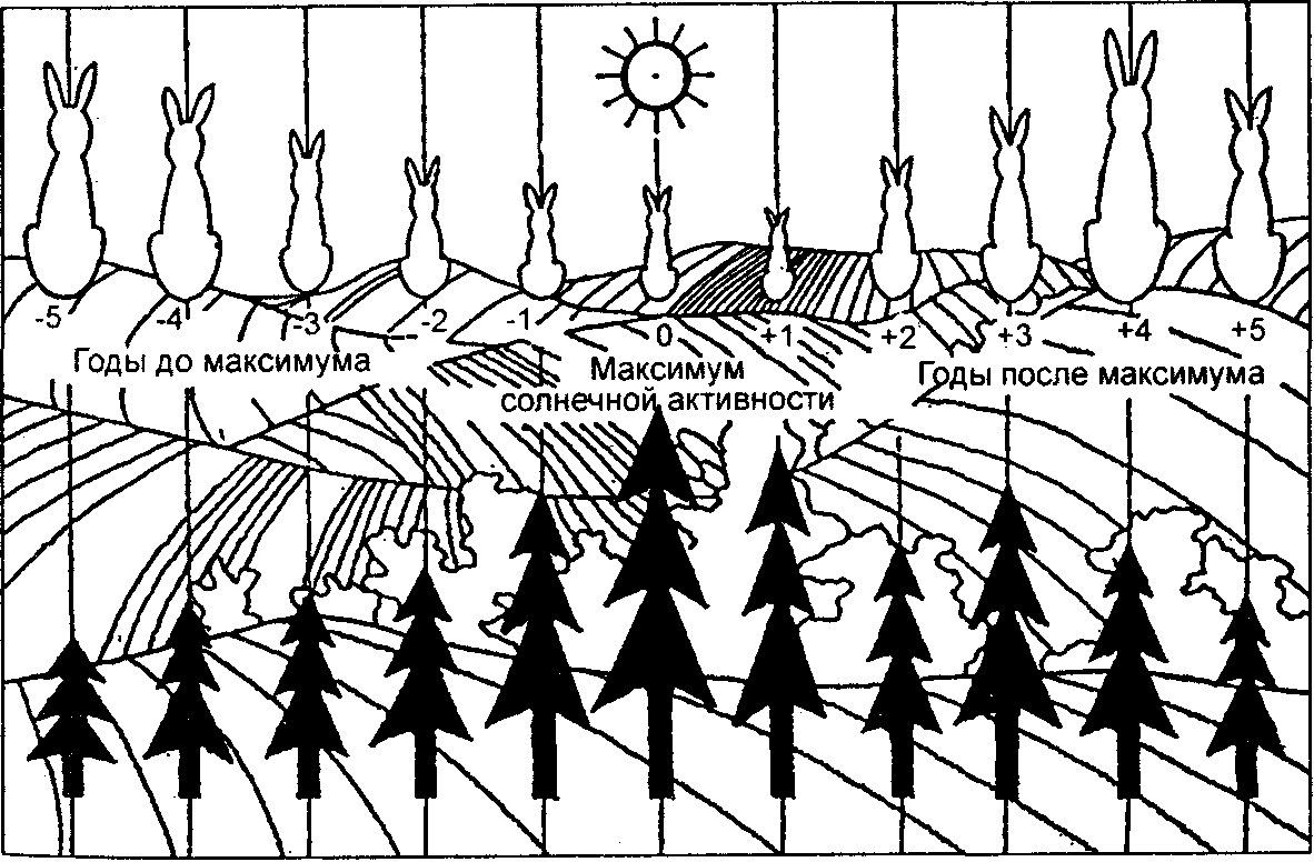 Максимум лета. Многолетние ритмы. Биологические ритмы схема. Солнечная активность схема. Многолетние ритмы животных.