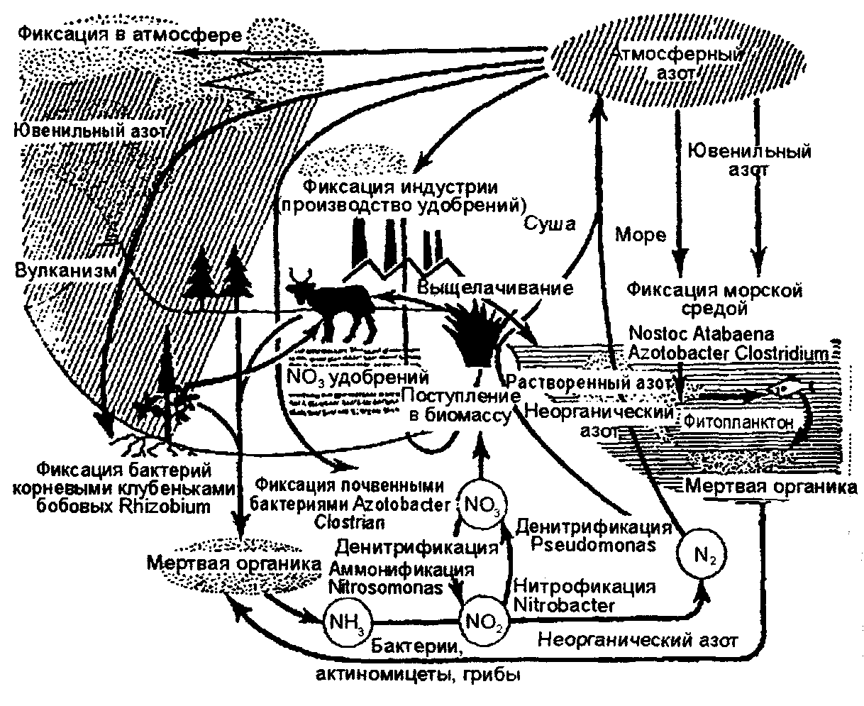 Круговорот азота в биосфере схема и пояснения
