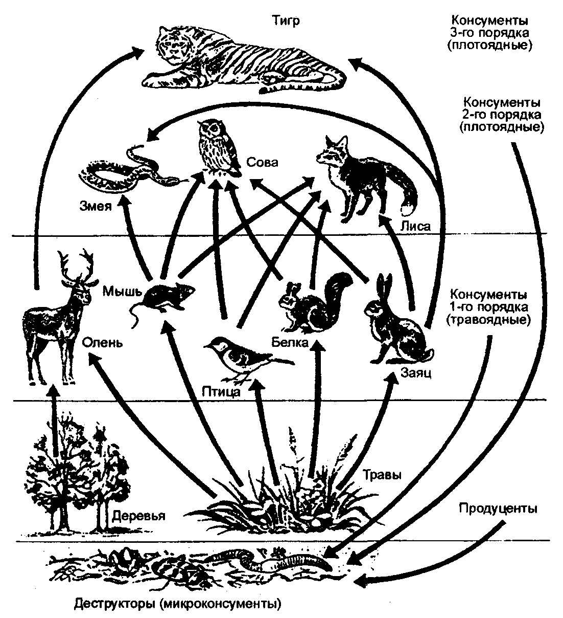 Рисунок естественной экосистемы