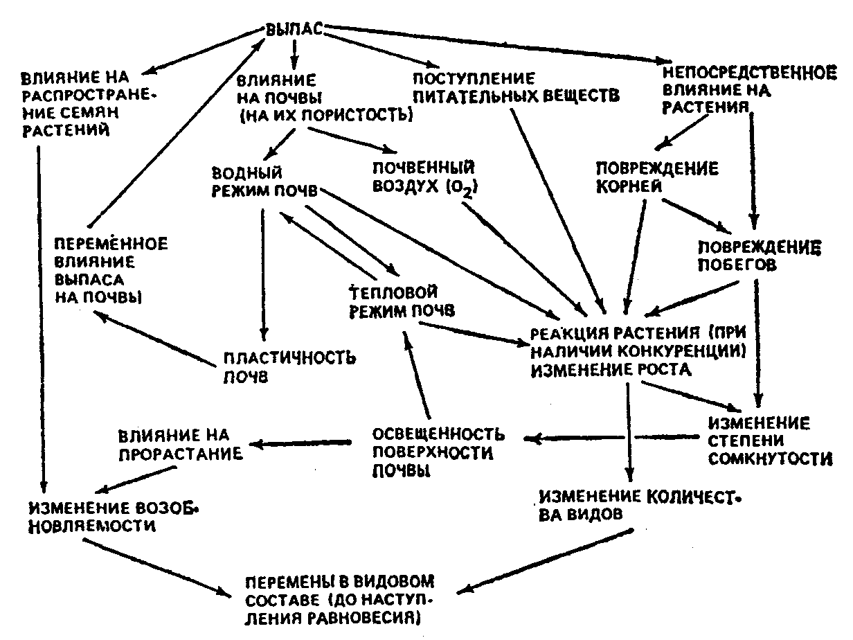 Схема культурного пастбища