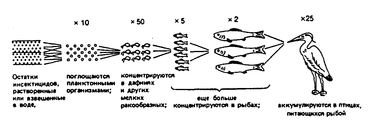 Схема показывающая последствия уничтожения одного конкретного вида растений или животных