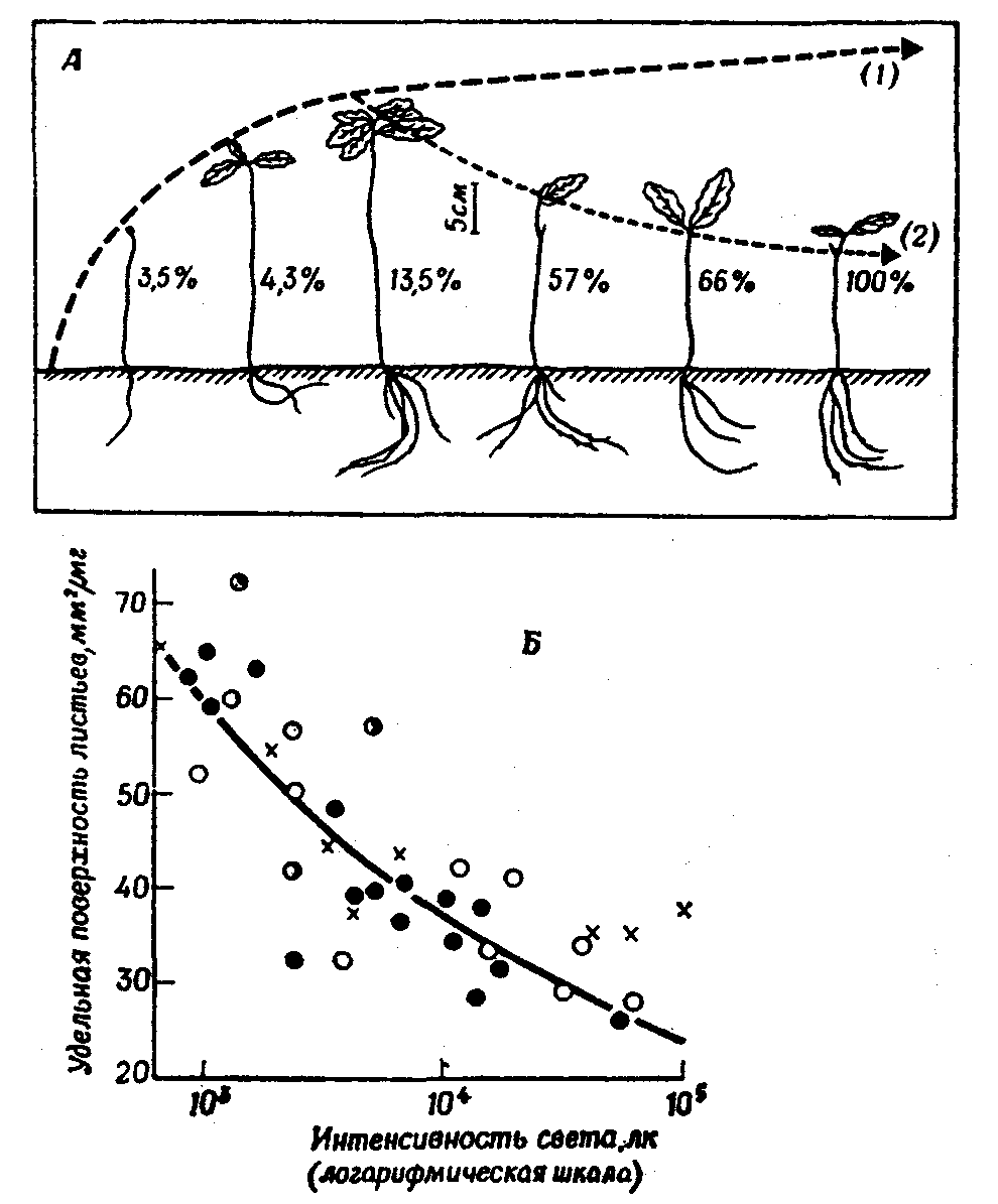 Зависимость роста растений от света