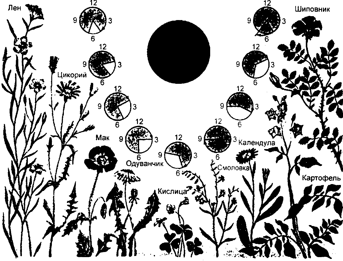 Биологические часы растений