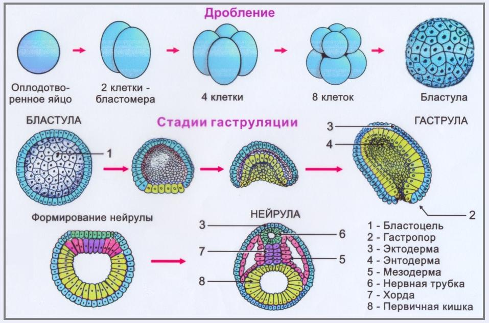 Образование двух клеток. Эмбриогенез гаструла бластула. Мезодерма бластула гаструла. Бластула гаструла нейрула таблица.